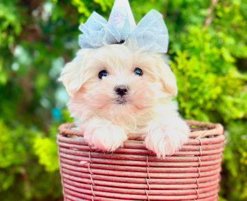 Maltese Terrier Safkan Yavrularımız